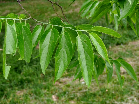 {Celtis laevigata}